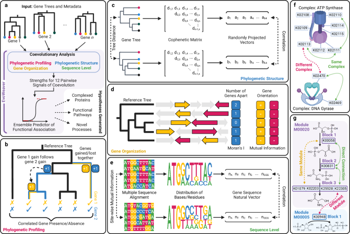EvoWeaver: large-scale prediction of gene functional associations from coevolutionary signals