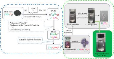 Ethanol-enhanced phosphocholine coordination for selective cobalt recovery from a lithium cobalt oxide (LiCoO2) cathode material