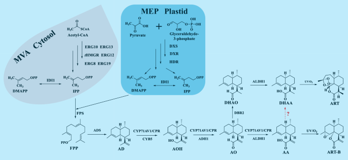 Dihydroartemisinic acid dehydrogenase-mediated alternative route for artemisinin biosynthesis