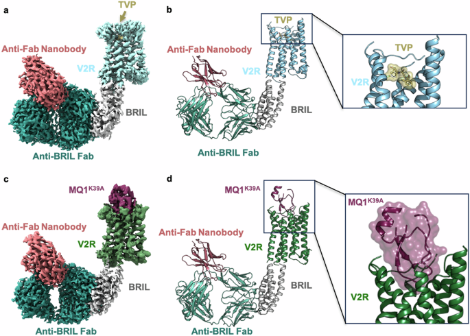 Inactive structures of the vasopressin V2 receptor reveal distinct binding modes for Tolvaptan and Mambaquaretin toxin