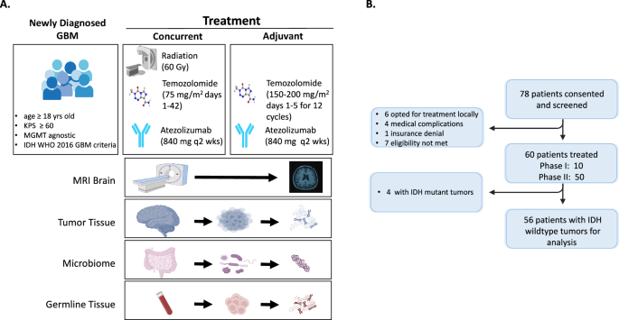 Improved overall survival in an anti-PD-L1 treated cohort of newly diagnosed glioblastoma patients is associated with distinct immune, mutation, and gut microbiome features: a single arm prospective phase I/II trial