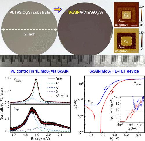 Nonvolatile Control of Optical and Electronic Responses in Two-Dimensional MoS2 via Ferroelectric ScAlN Thin Films
