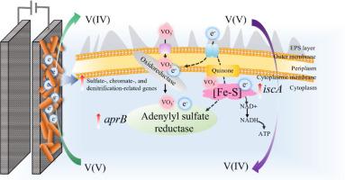 Novel metabolic pathways of bioelectrochemical vanadate reduction by Thiobacillus denitrificans without exogenous electron donor supplementation in groundwater