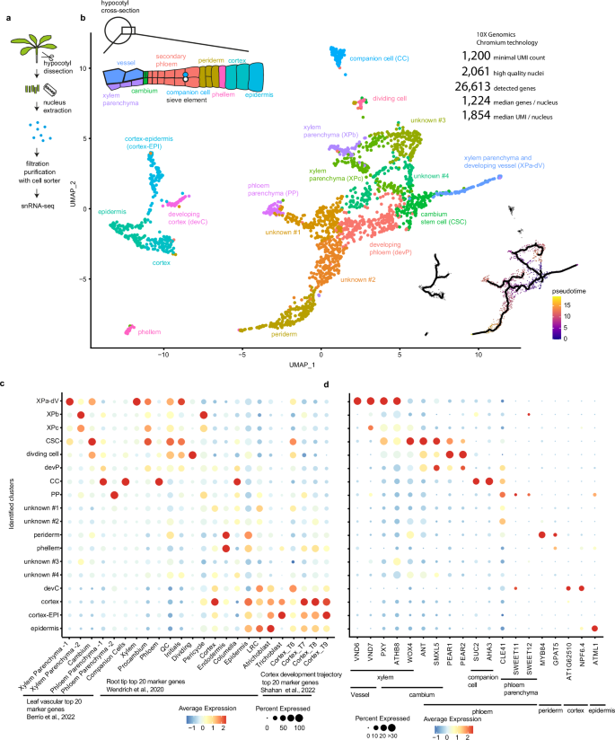 Strigolactones optimise plant water usage by modulating vessel formation