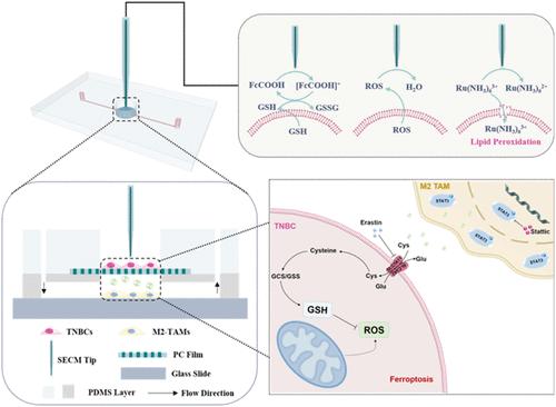 In Situ Investigation of Intercellular Communication in Ferroptosis Integrated Scanning Electrochemical Microscopy with Microfluidic Devices