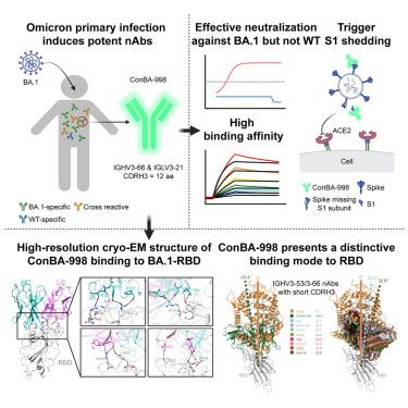 A distinctive IGHV3-66 SARS-CoV-2 neutralizing antibody elicited by primary infection with an Omicron variant