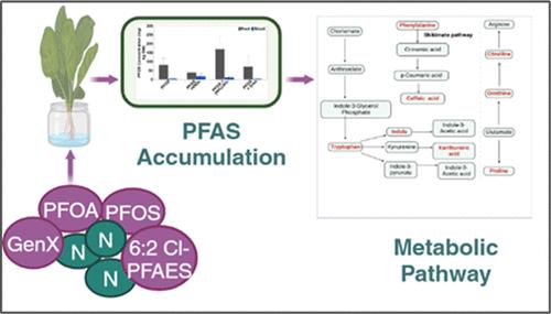 Effects of Nitrogen Fertilizer Types on the Uptake and Translocation of PFAS and Metabolomic Activities of Hydroponically Cultivated Lettuce (Lactuca sativa)