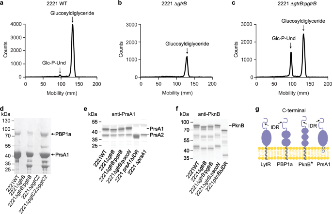 Glycosylation of serine/threonine-rich intrinsically disordered regions of membrane-associated proteins in streptococci