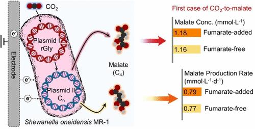 Direct CO2 Transformation to Malate via Bioelectrosynthesis upon Engineered Shewanella oneidensis