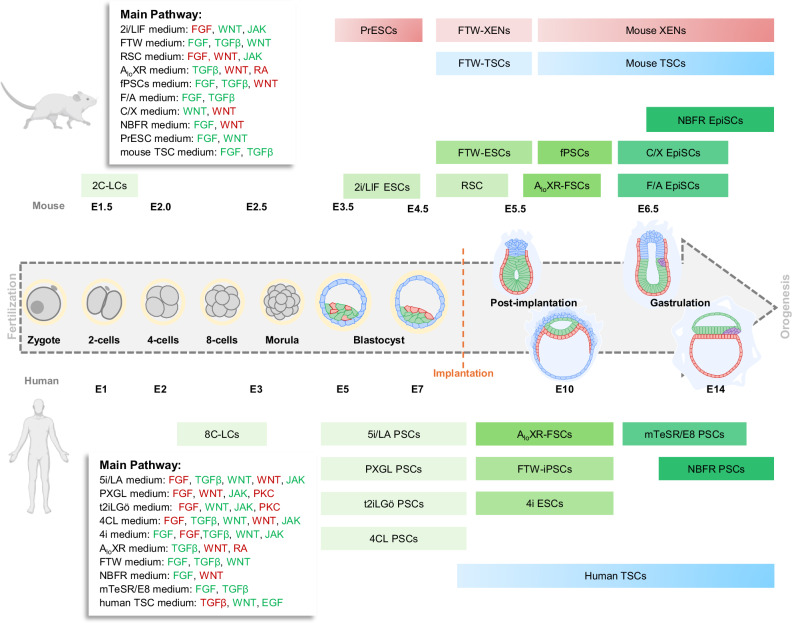 The building blocks of embryo models: embryonic and extraembryonic stem cells.