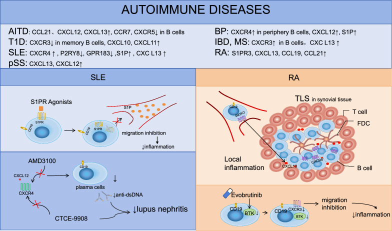 The regulatory functions of G protein-coupled receptors signaling pathways in B cell differentiation and development contributing to autoimmune diseases.