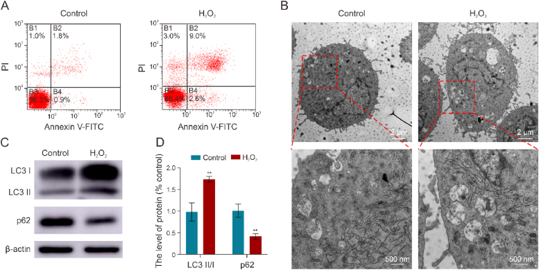 Corrigendum to "Hydralazine represses Fpn ubiquitination to rescue injured neurons via competitive binding to UBA52" [J. Pharm. Anal. 14 (2024) 86-99].