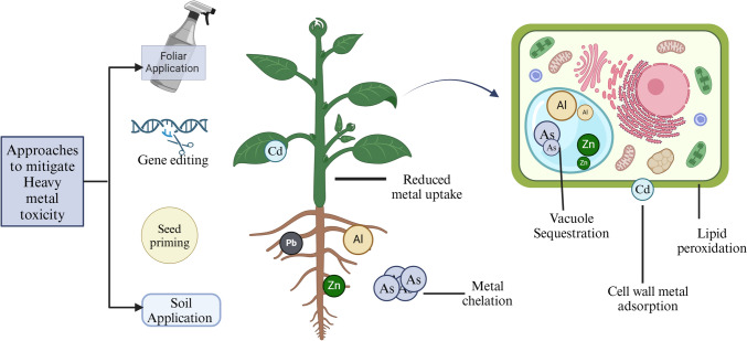 Integration of physio-biochemical, biological and molecular approaches to improve heavy metal tolerance in plants.