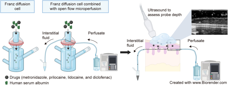 Open flow microperfusion to assess local drug concentrations in the buccal mucosa.
