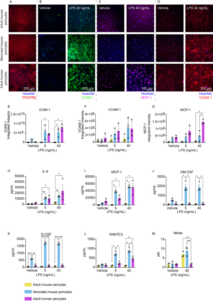Heterogeneity in pericyte inflammatory responses across age and species highlight the importance of human cell models.
