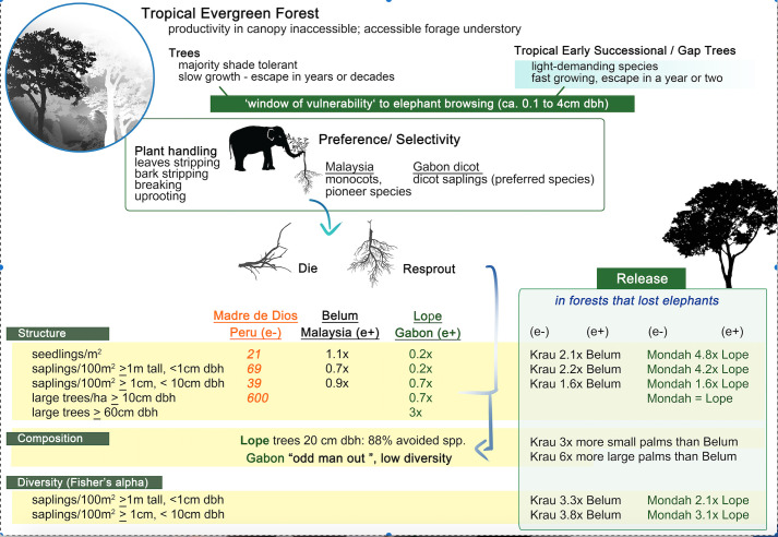 Release of tree species diversity follows loss of elephants .from evergreen tropical forests.