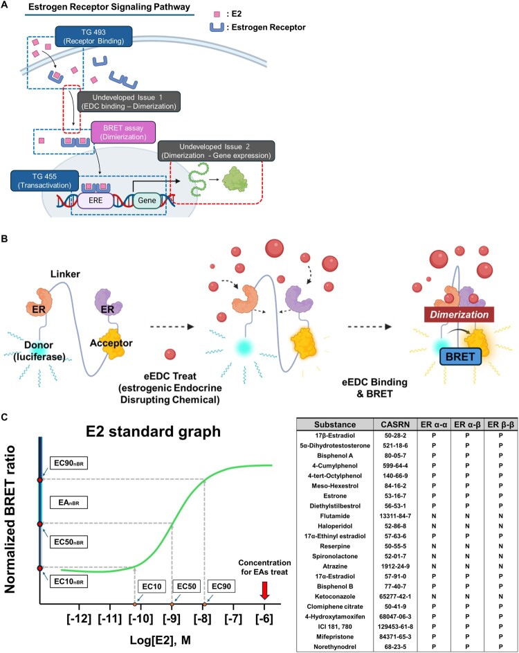 Unraveling ER dimerization dynamics in endocrine disruption based on a BRET-focused approach.