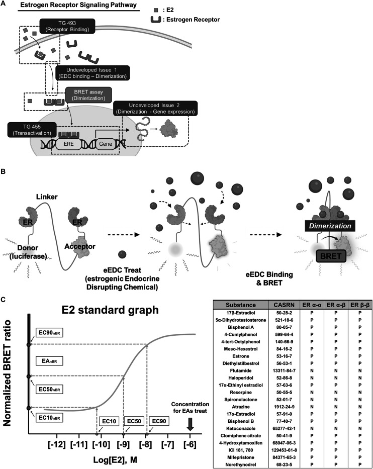 Unraveling ER dimerization dynamics in endocrine disruption based on a BRET-focused approach.