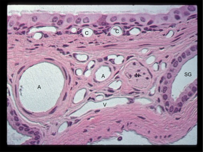 Does the airway circulation influence airflow obstruction in asthma?