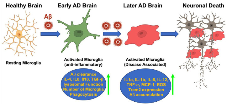 Microglia, Trem2, and Neurodegeneration.