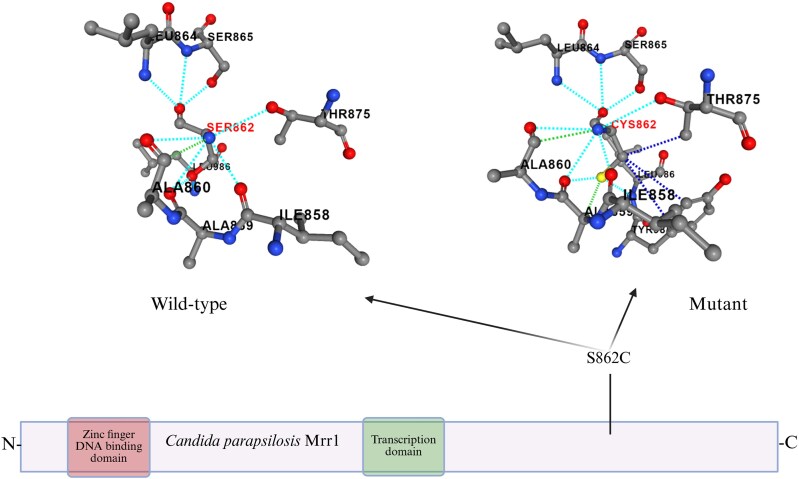 The S862C amino acid change in CpMrr1 confers fluconazole resistance in <i>Candida parapsilosis</i>.