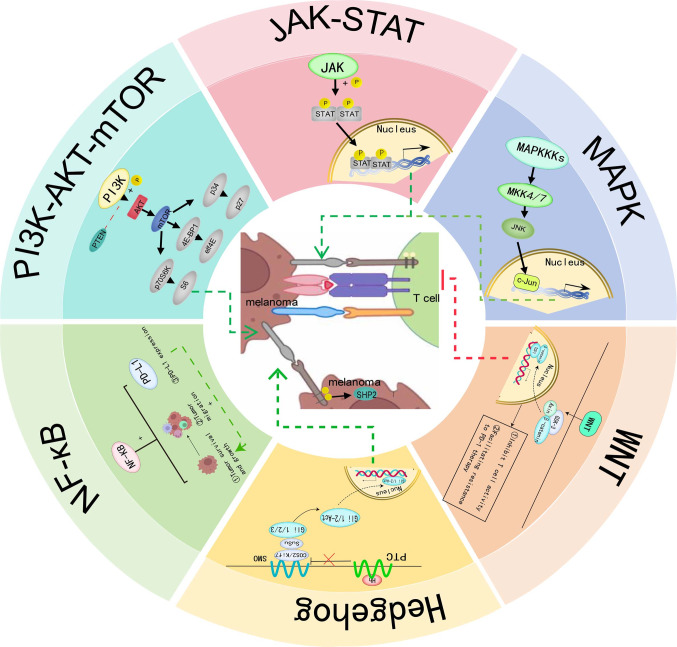 Gut microbiota affects PD-L1 therapy and its mechanism in melanoma.
