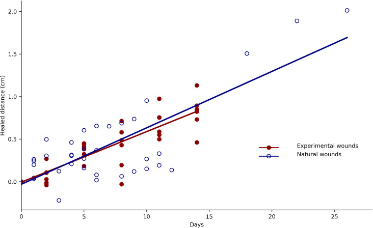Inter-species differences in wound-healing rate: a comparative study involving primates and rodents.