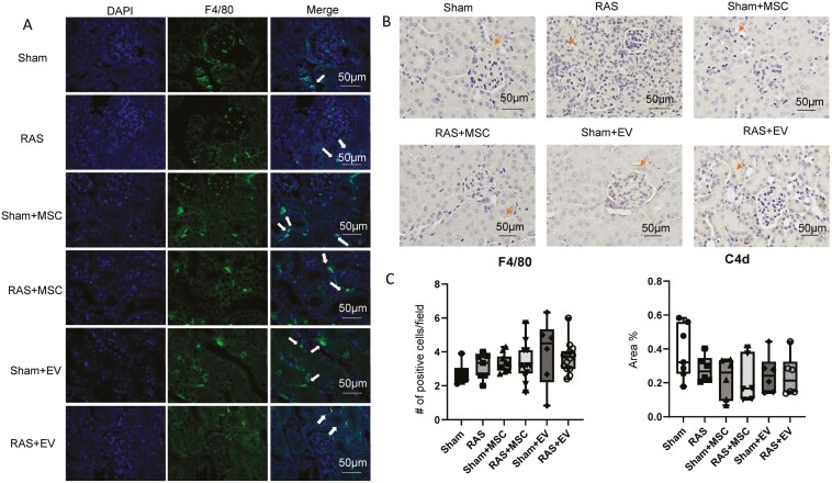 Immune rejection of human mesenchymal stem cells compared to extracellular vesicles in mice with renal artery stenosis.