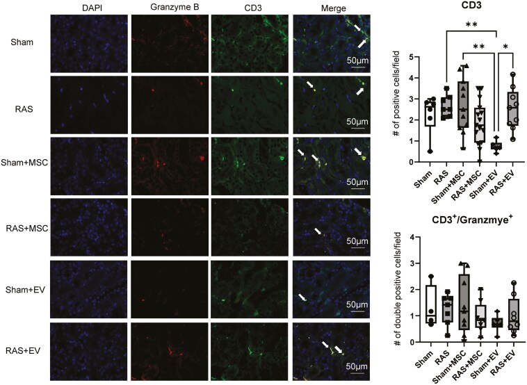 Immune rejection of human mesenchymal stem cells compared to extracellular vesicles in mice with renal artery stenosis.