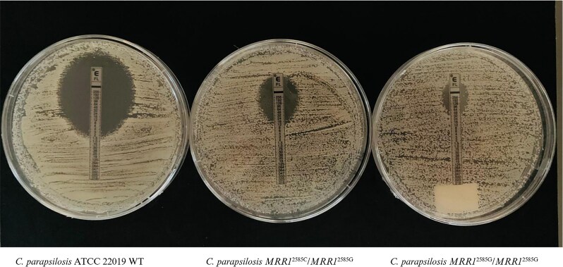 The S862C amino acid change in CpMrr1 confers fluconazole resistance in <i>Candida parapsilosis</i>.