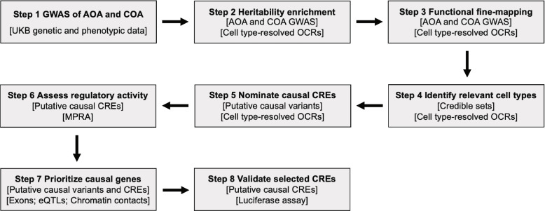 Integration of functional genomics and statistical fine-mapping systematically characterizes adult-onset and childhood-onset asthma genetic associations.