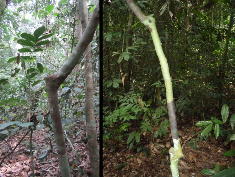 Release of tree species diversity follows loss of elephants .from evergreen tropical forests.