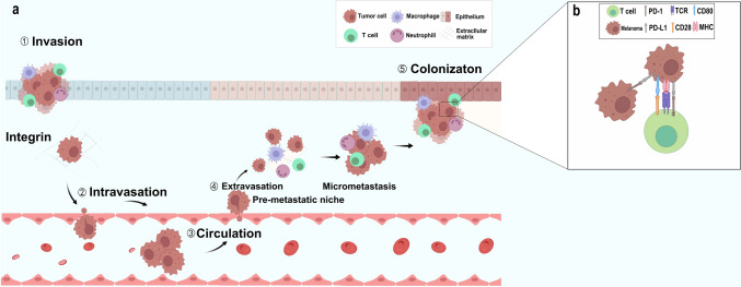 Gut microbiota affects PD-L1 therapy and its mechanism in melanoma.
