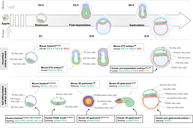 The building blocks of embryo models: embryonic and extraembryonic stem cells.