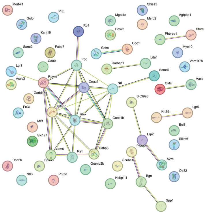 Neuroprotective Mechanisms of Ciliary Neurotrophic Factor in Retinal Ganglion Cells: Insights from Microarray Analysis.