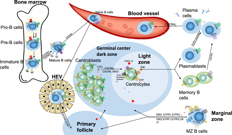 The regulatory functions of G protein-coupled receptors signaling pathways in B cell differentiation and development contributing to autoimmune diseases.