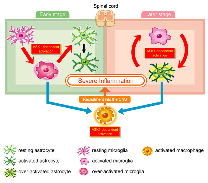 Asking one mechanism in glial cells during neuroinflammation.
