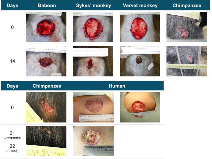 Inter-species differences in wound-healing rate: a comparative study involving primates and rodents.