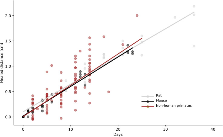 Inter-species differences in wound-healing rate: a comparative study involving primates and rodents.