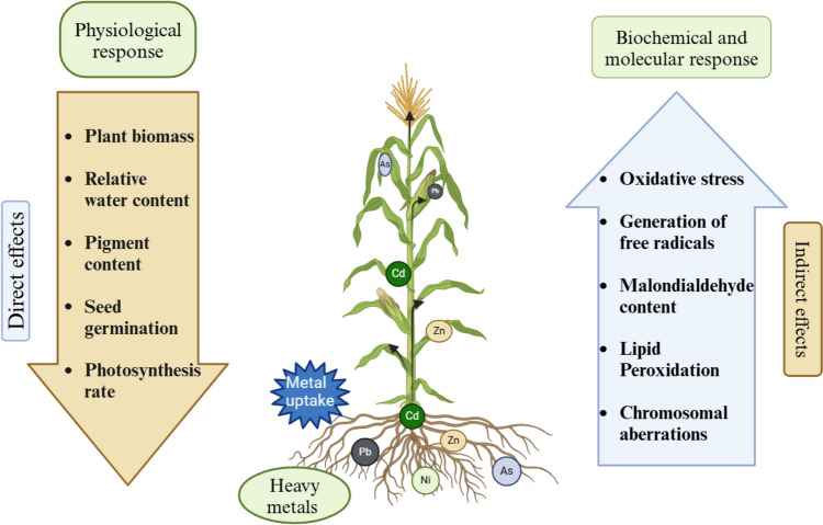 Integration of physio-biochemical, biological and molecular approaches to improve heavy metal tolerance in plants.