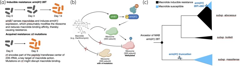 Macrolide resistance in <i>Mycobacterium abscessus</i>: current insights and future perspectives.