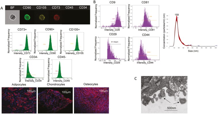 Immune rejection of human mesenchymal stem cells compared to extracellular vesicles in mice with renal artery stenosis.