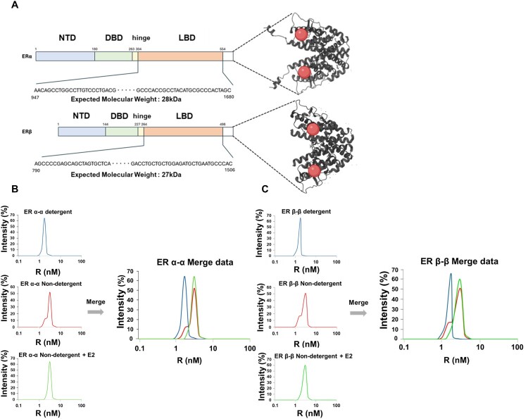 Unraveling ER dimerization dynamics in endocrine disruption based on a BRET-focused approach.
