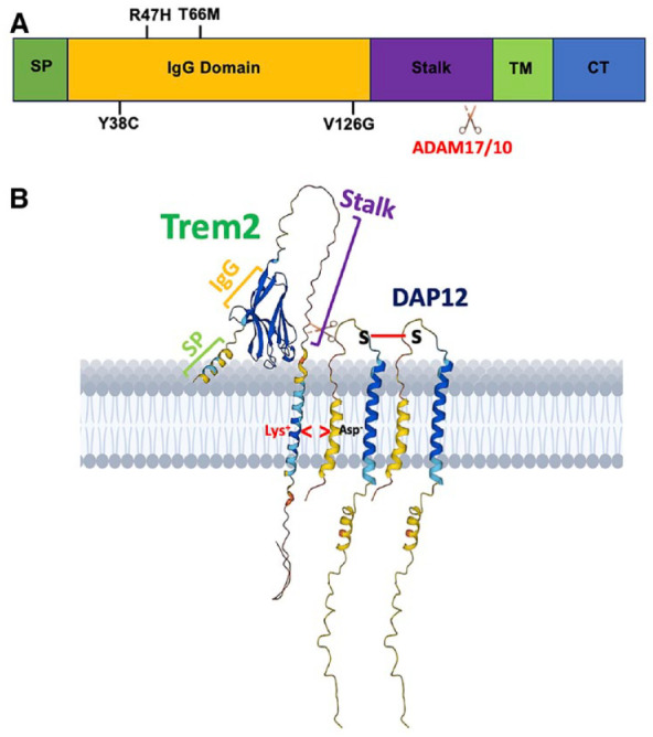Microglia, Trem2, and Neurodegeneration.