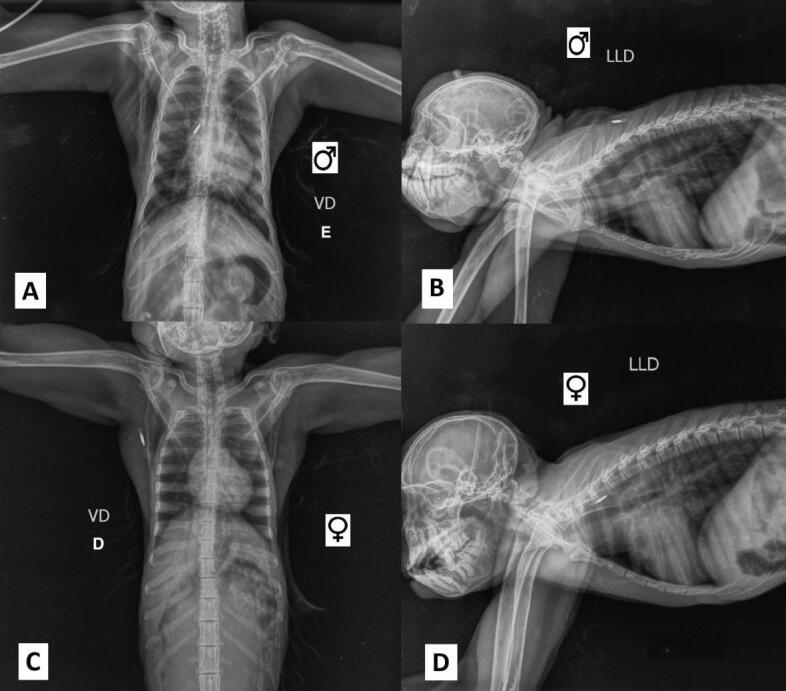 <i>Ascaris lumbricoides</i> infection in captive black sakis (<i>Chiroptes utahickae</i>): a case report and implications for zoonotic transmission.