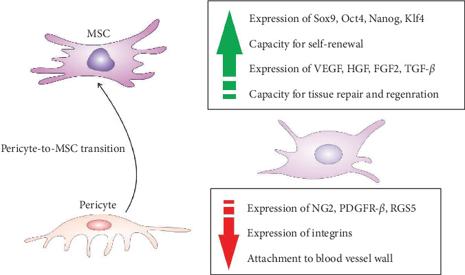 An Interplay Between Pericytes, Mesenchymal Stem Cells, and Immune Cells in the Process of Tissue Regeneration.