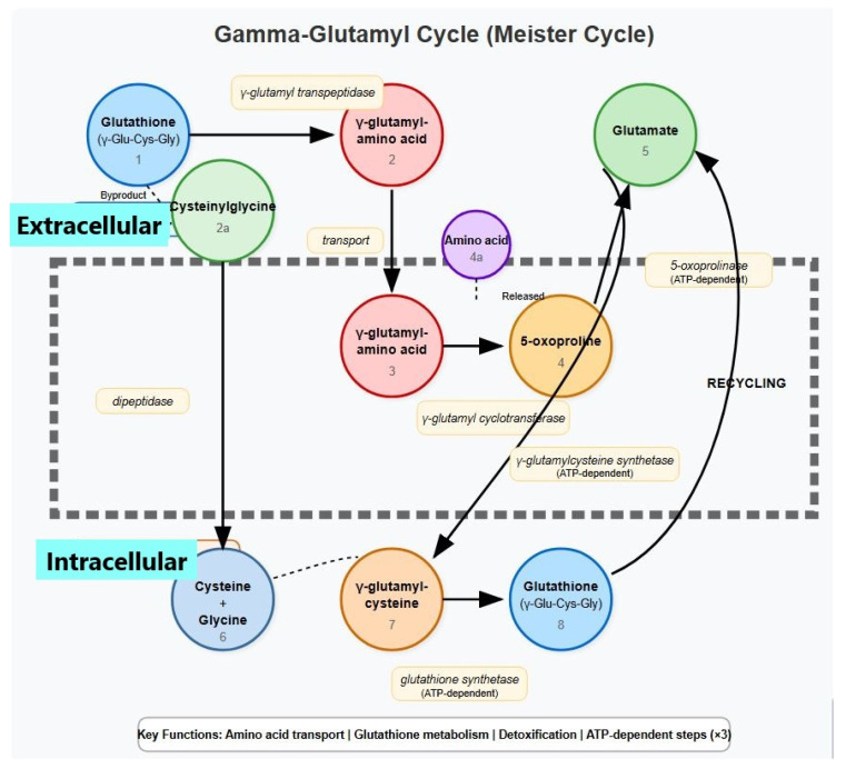 Hemolytic Anemia Due to Gamma-Glutamylcysteine Synthetase Deficiency: A Rare Novel Case in an Arab-Muslim Israeli Child.