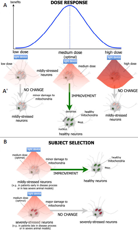 A spotlight on dosage and subject selection for effective neuroprotection: exploring the central role of mitochondria.