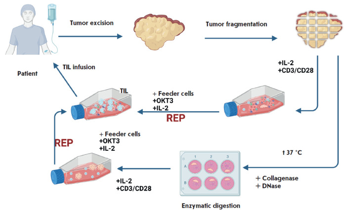 Generation of TIL-based Cellular Products for Cancer Immunotherapy: Current Insights and the Challenges.
