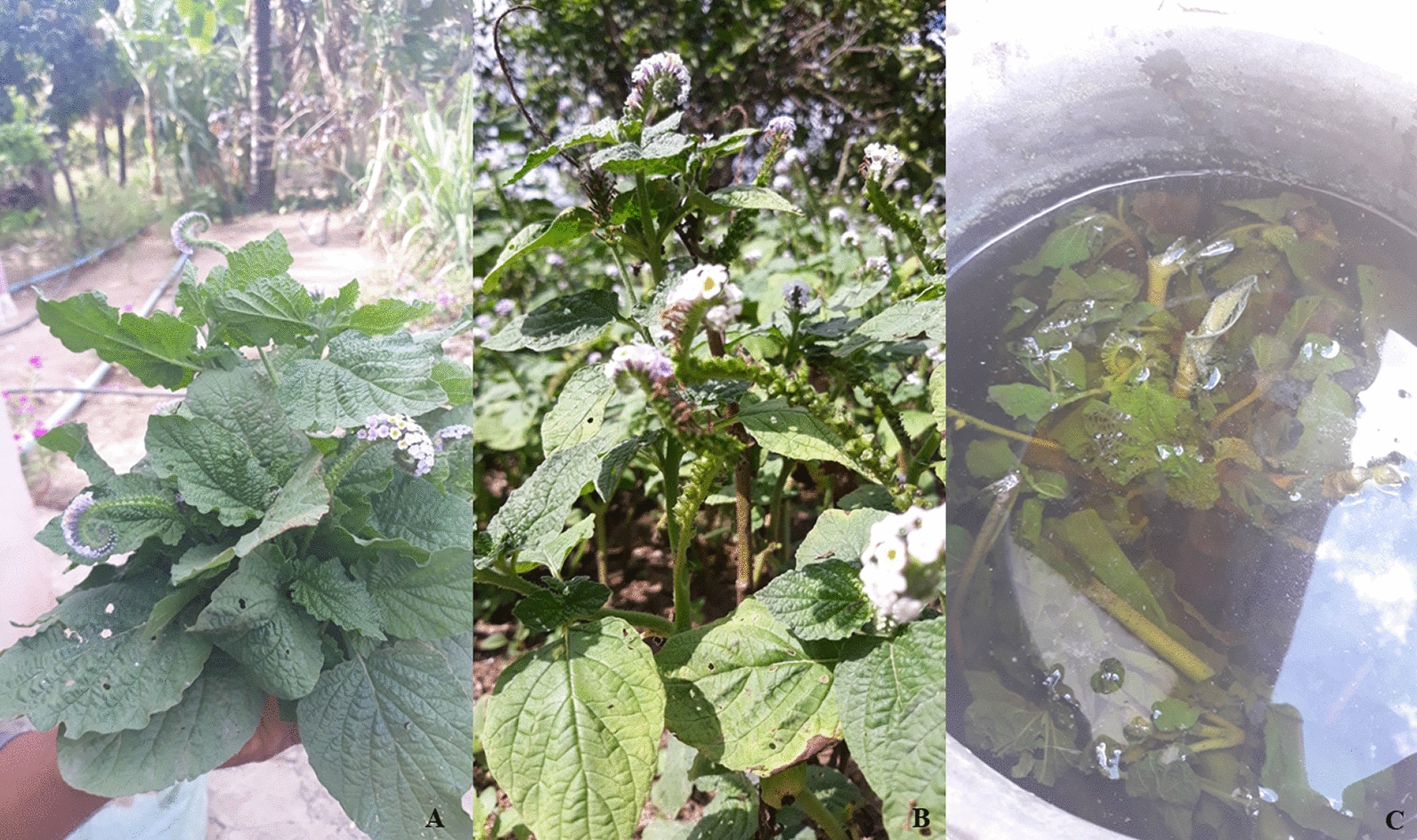 Use and utility redundancy of medicinal plants in ethnoveterinary medicine by local populations of the Brazilian Caatinga.